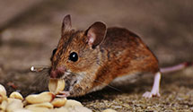 24 Hour & Emergency Exterminators in Elizabeth, NJ